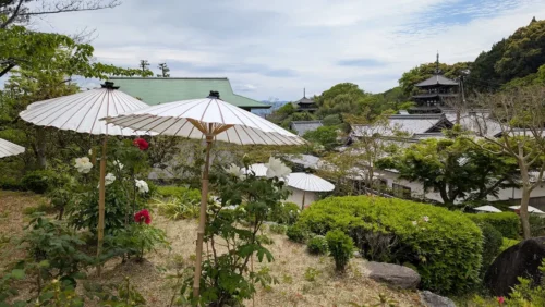 奈良・當麻寺にて、手前に白い和傘で保護された大輪の白牡丹が咲き、背景に国宝の東塔と西塔が並んで見える境内風景