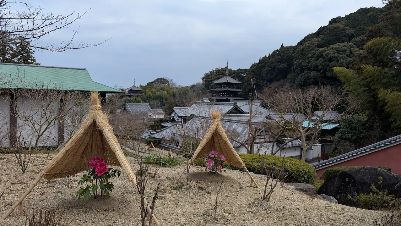 2月の當麻寺。手前に藁の囲い（わらぼっち）の中で咲くピンクの冬牡丹があり、背景には冬の装いの境内と二基の国宝・三重塔が見える風景