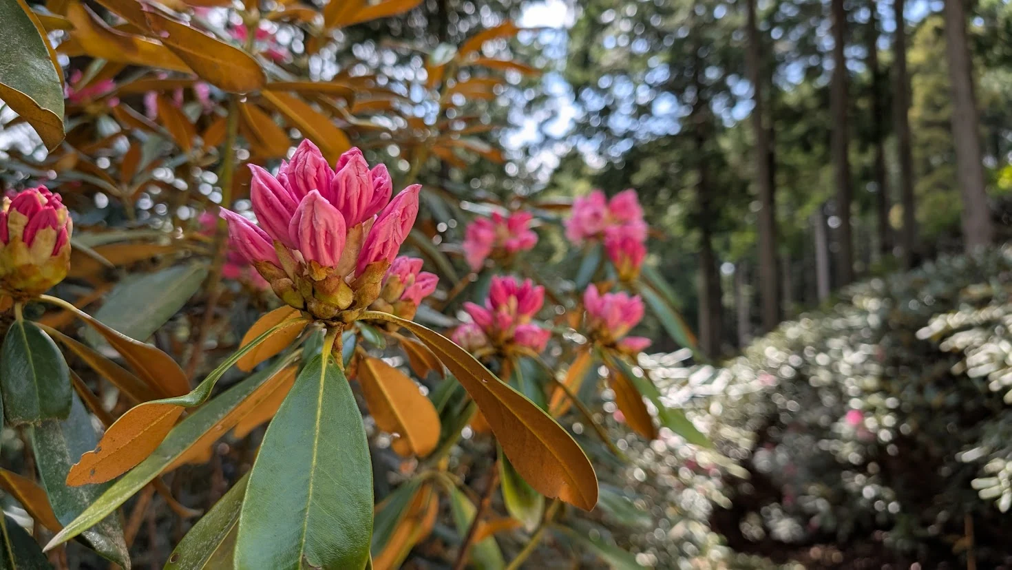 宇陀・弁財天で撮影された、濃いピンク色のシャクナゲのつぼみのアップ。幾重にも重なったつぼみが今にも開きそうな様子で、背景には木漏れ日が輝いている