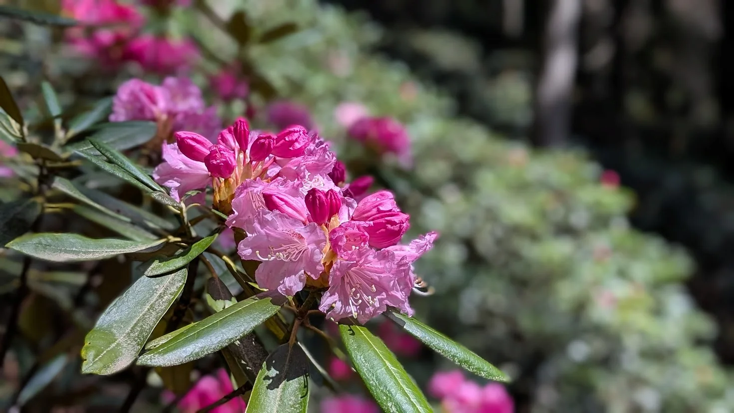 宇陀・弁財天で撮影されたシャクナゲのアップ。濃いピンクのつぼみと、開き始めた薄ピンクの花びらが瑞々しく、背景が緑にボケている