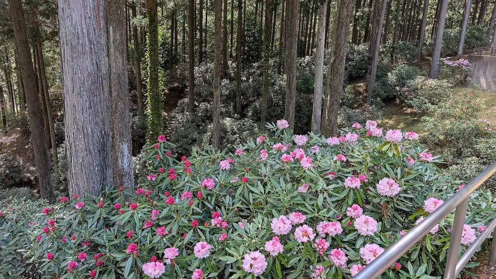 宇陀・弁財天のシャクナゲの丘。手前の日の当たる場所はピンクの花が満開で、奥の杉林の影になる場所はまだ緑のつぼみの状態である風景