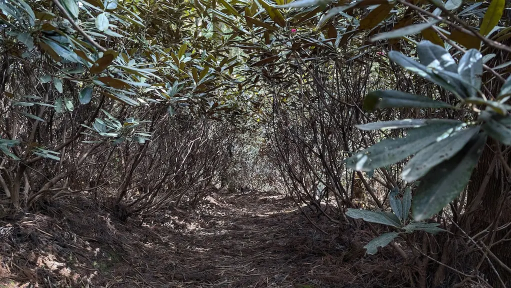 宇陀・弁財天のシャクナゲの丘にある散策路。シャクナゲの木々が道の上に覆いかぶさり、まるで緑のトンネルのようになっている風景。地面には落ち葉が敷き詰められている