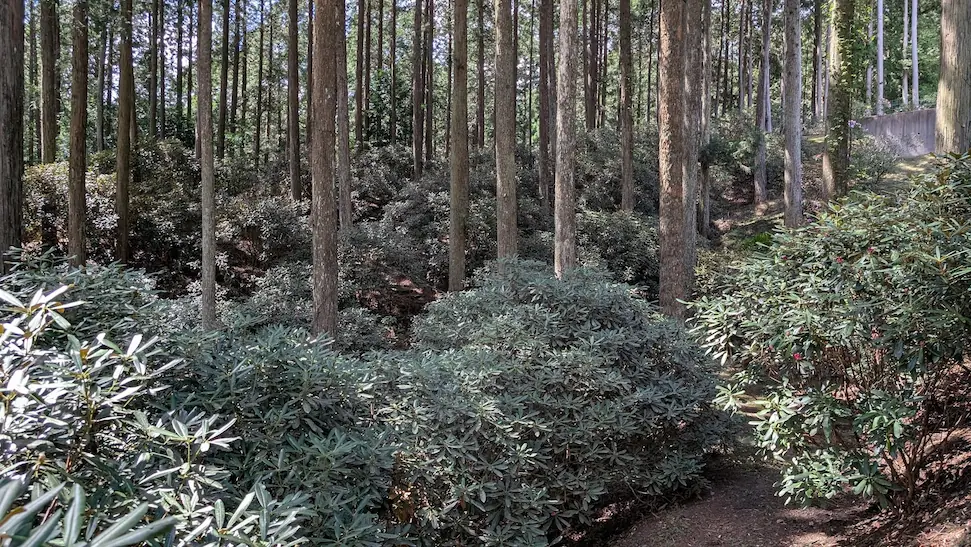 宇陀・弁財天のシャクナゲの丘。杉林の影になる部分はまだ花が咲いておらず、青々としたつぼみの状態のシャクナゲが群生している風景
