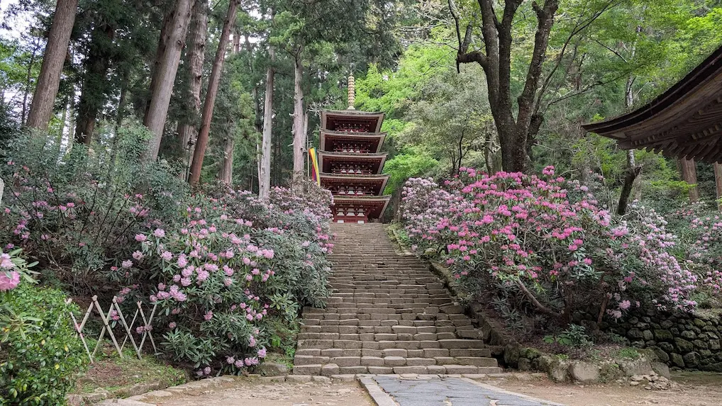 奈良・室生寺の境内で、自然石の階段の先に立つ国宝・五重塔。階段の両側には満開のピンクのシャクナゲが群生し、背後に深い緑の杉林が広がっている風景