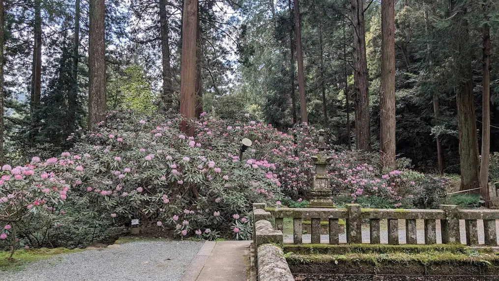 奈良・室生寺の本堂（灌頂堂）前にある広場で、高く伸びた杉林を背景に、石造の供養塔を囲むように満開のピンクのシャクナゲが群生している風景