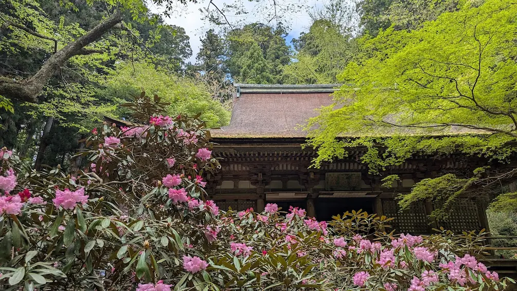 奈良・室生寺の国宝本堂（灌頂堂）の前に、満開のシャクナゲが咲き乱れ、上部からは瑞々しい新緑のモミジが重なり合っている風景