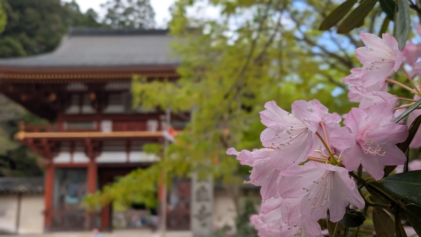 奈良・室生寺の朱色の仁王門を背景に、手前で淡いピンクのシャクナゲが鮮やかに咲いているポートレート写真