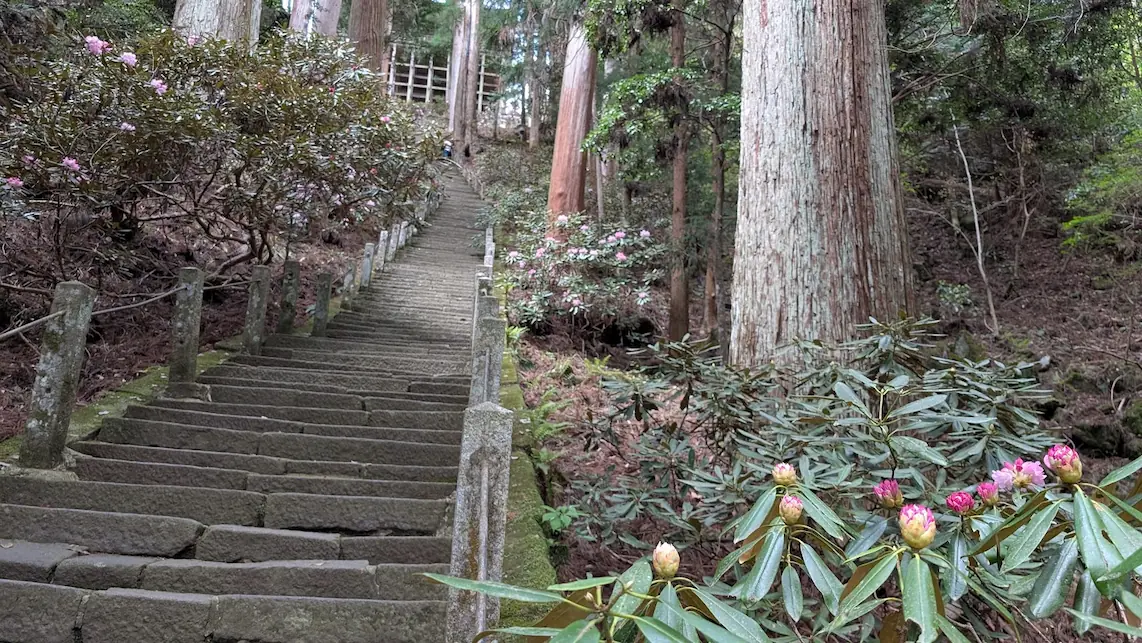 奈良・室生寺の奥之院へ続く非常に急で長い石段。手前には今にも咲きそうなピンク色のシャクナゲのつぼみがあり、背景には高くそびえる杉林が写っている風景