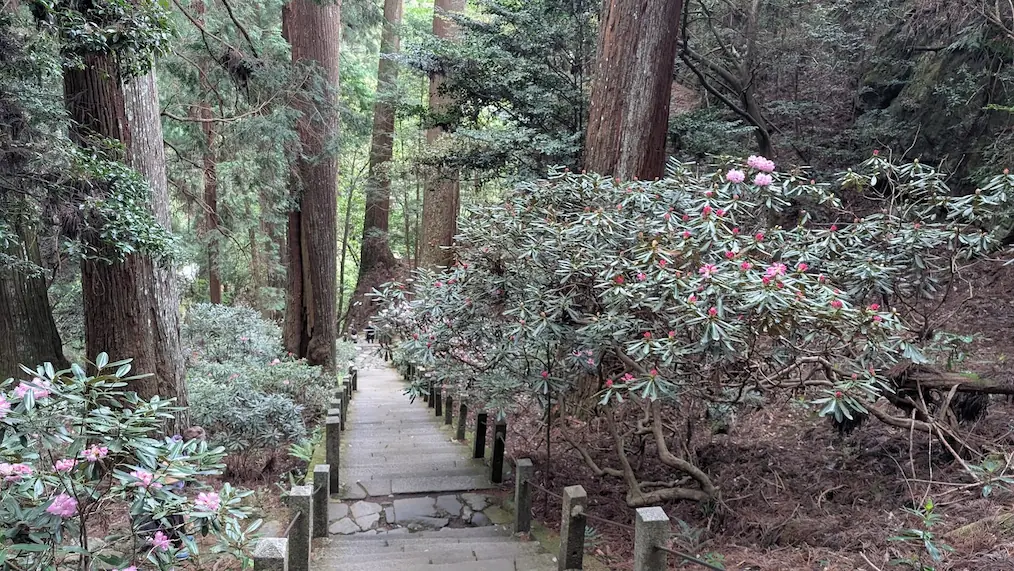 奈良・室生寺の奥之院へ続く急な石段の脇で、淡いピンク色に膨らんだシャクナゲのつぼみが群生し、背景に高い杉林が広がっている風景