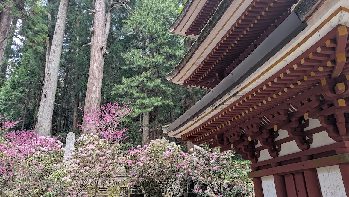 奈良・室生寺の五重塔を間近で見上げた写真。右側に塔の赤い組物と屋根が写り、左側には満開のシャクナゲと高い杉の木が広がっている風景