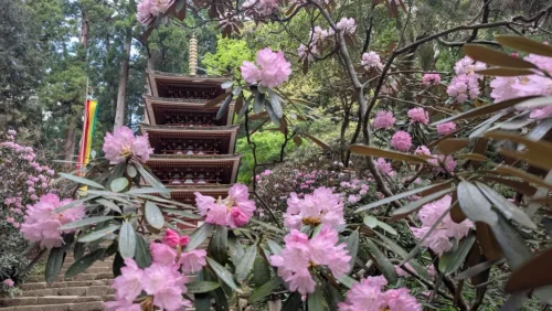 奈良・室生寺の境内で、満開の薄ピンク色のシャクナゲの枝越しに、杉木立の中に佇む五重塔を見上げる風景