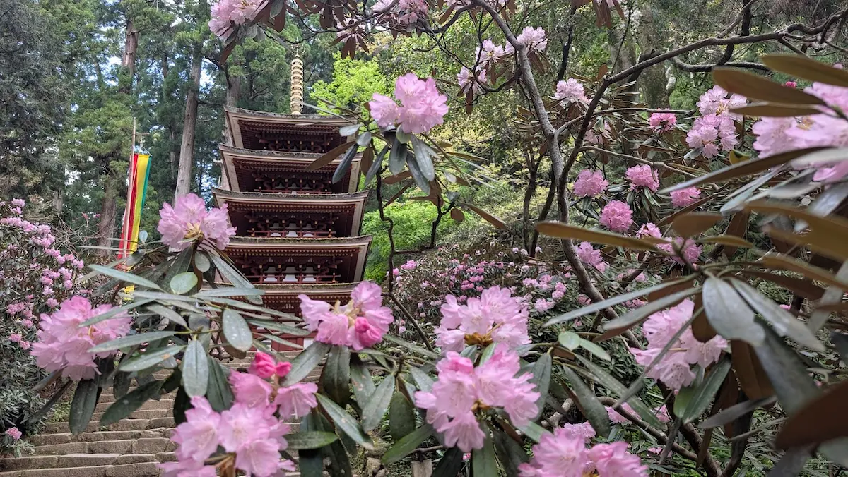 奈良・室生寺の境内で、満開の薄ピンク色のシャクナゲの枝越しに、杉木立の中に佇む五重塔を見上げる風景