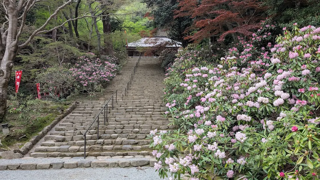 奈良・室生寺の鎧坂の全景。自然石の階段に沿って、左右に淡いピンクのシャクナゲが山肌を覆うように満開に咲いている風景