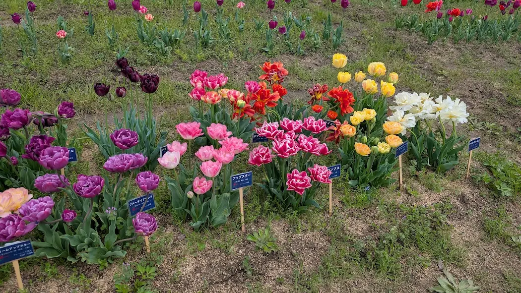 幾重にも花びらが重なった、バラのような見た目の珍しい八重咲きチューリップ。