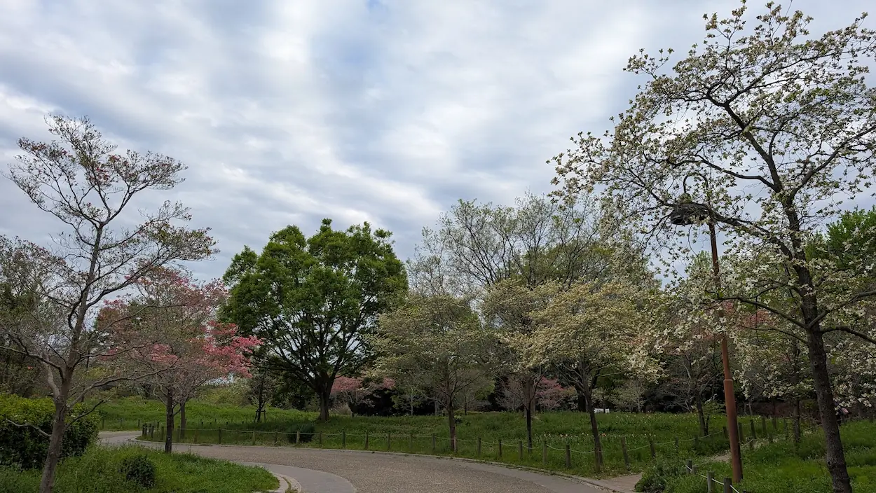 馬見丘陵公園の遊歩道沿いに、白やピンクのハナミズキが美しく咲き並ぶ新緑豊かな風景。