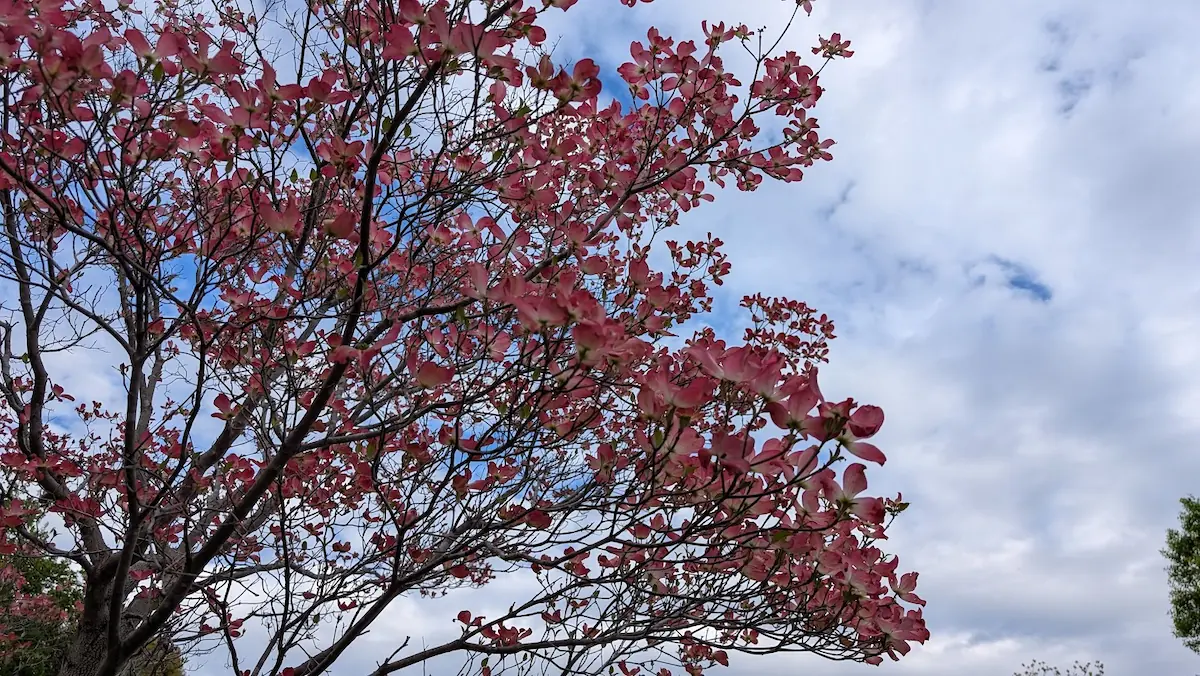 薄曇りの空を背景に、鮮やかなピンク色のハナミズキが枝いっぱいに咲いているアップ写真。