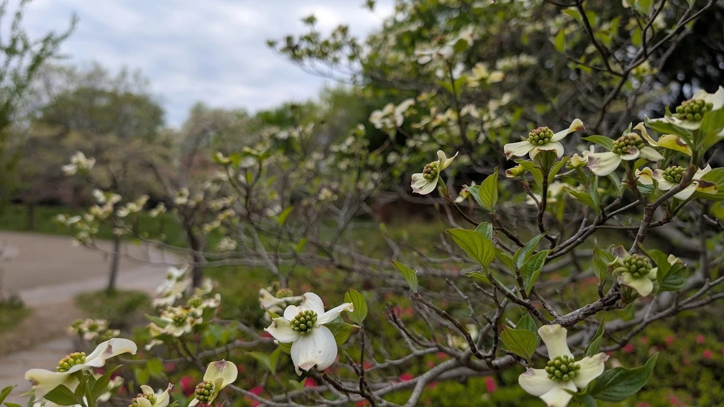 馬見丘陵公園に咲く白いハナミズキの花のアップ。中心部の粒状の花を囲む、白い花びらのような総苞片が鮮やかな写真。