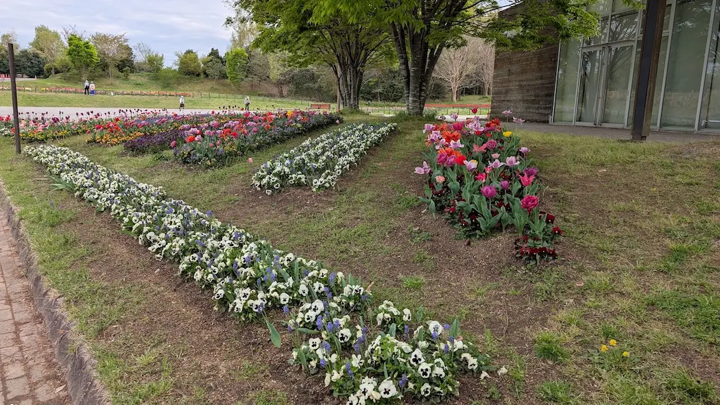 馬見丘陵公園北駐車場のカフェ前にある、色とりどりのチューリップとパンジーが美しく植えられた花壇。