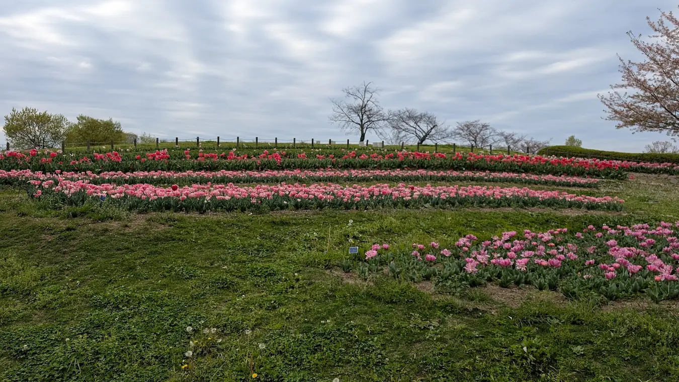 公園のいたるところに広がる、広大なチューリップ畑。色彩豊かな花の絨毯のような全景写真。