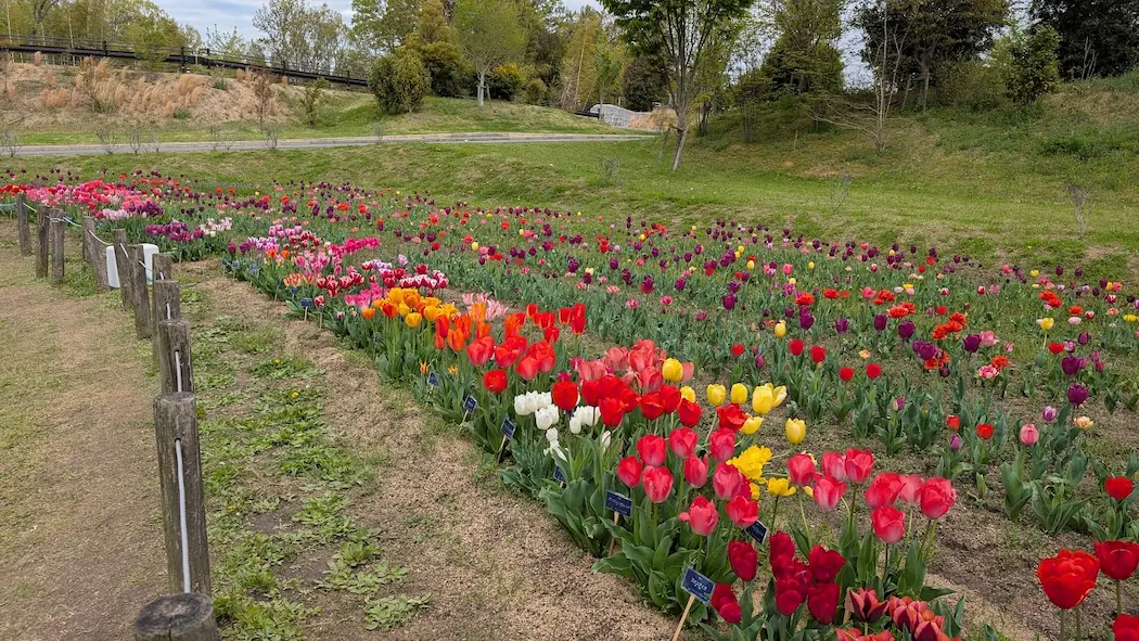 馬見丘陵公園北エリアに咲く、ピンクや黄色の瑞々しいチューリップのアップ写真。