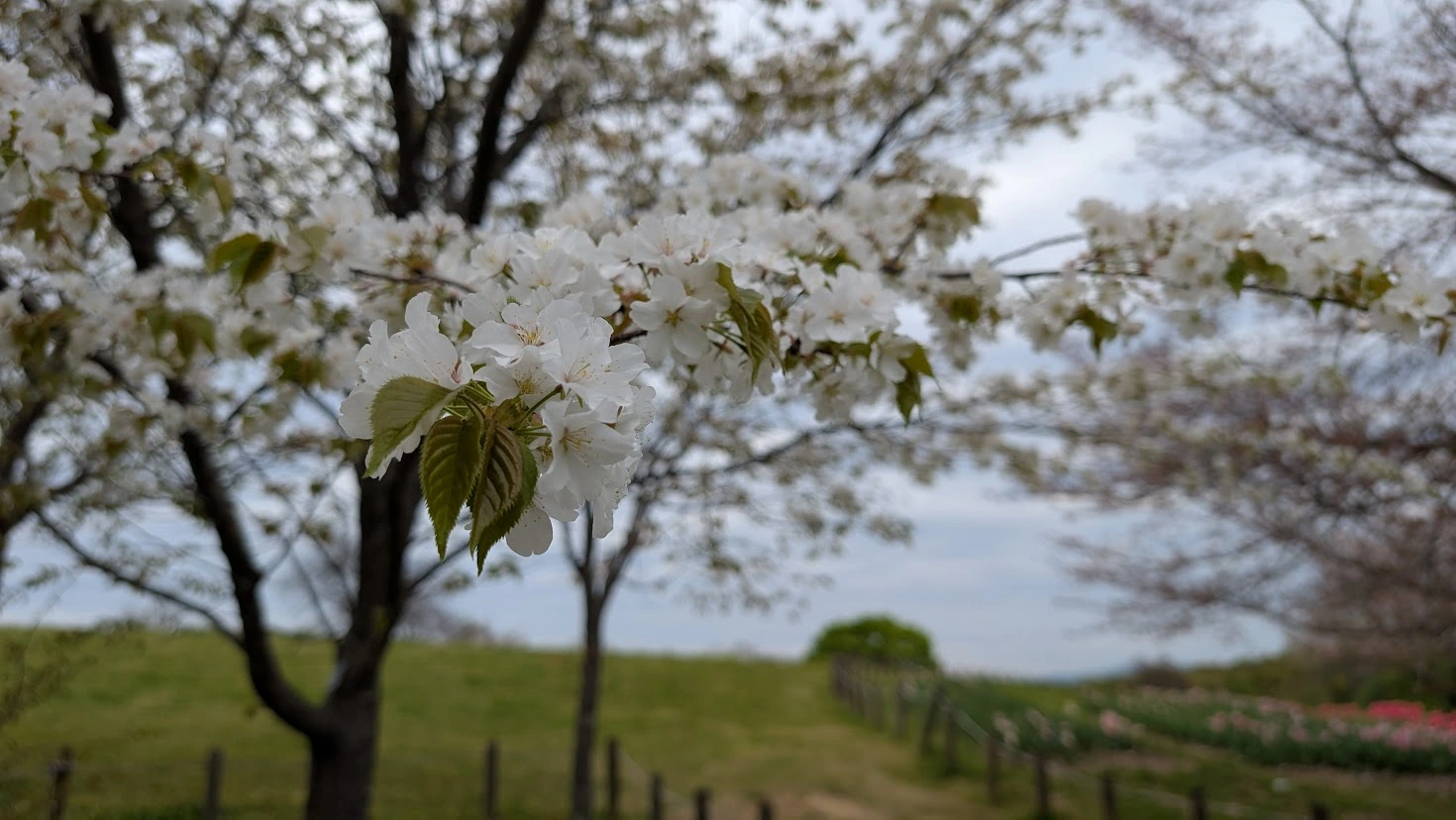 オオヤマザクラの大きな花びらと、開き始めた瑞々しい若葉が同時に写っているアップ写真。