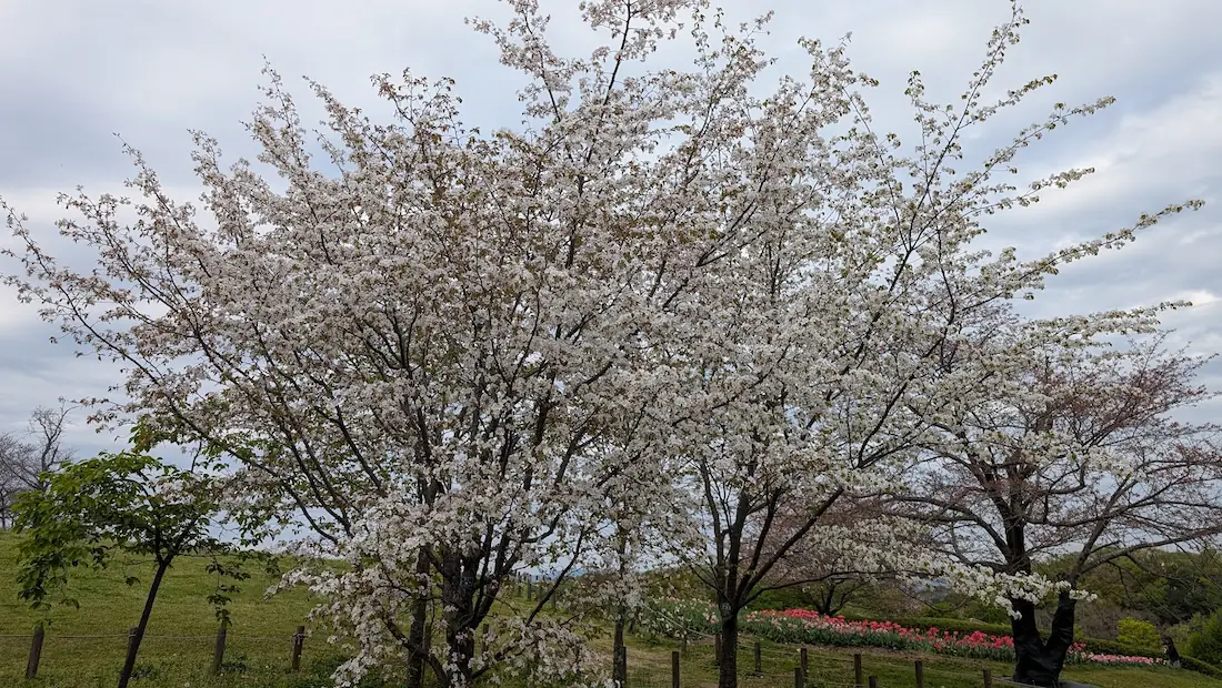 馬見丘陵公園の広場に咲く、ソメイヨシノよりも濃いピンク色が特徴のオオヤマザクラの木々と周囲の風景。