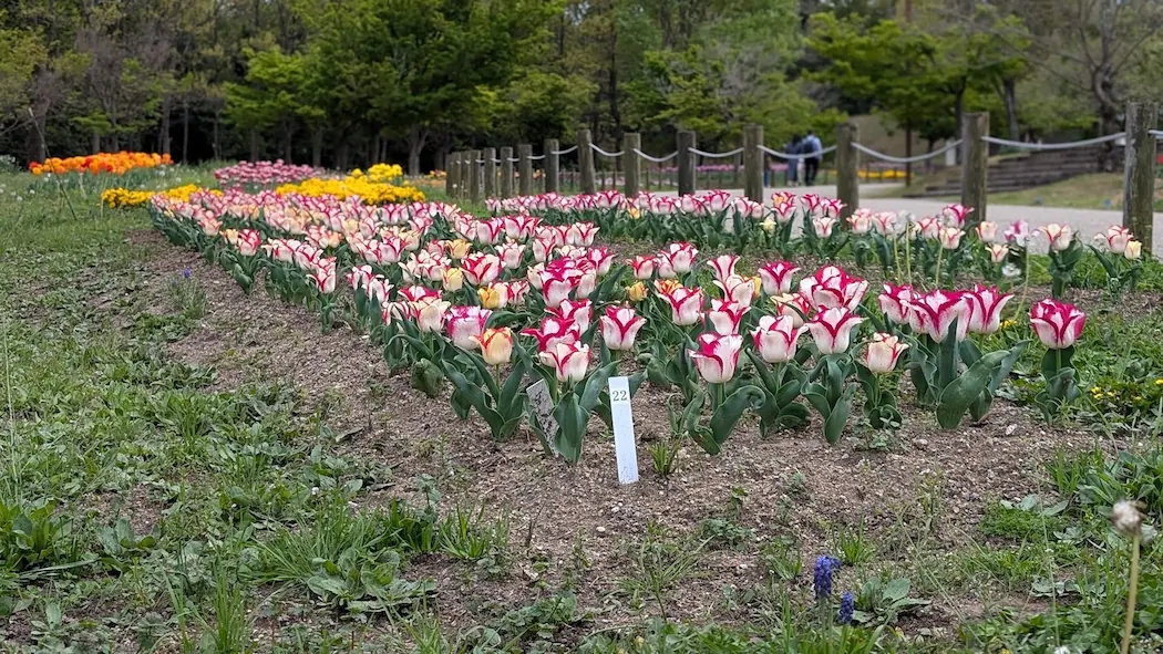 斜面に沿って、ピンクと白のチューリップが美しく列をなして植えられている風景。