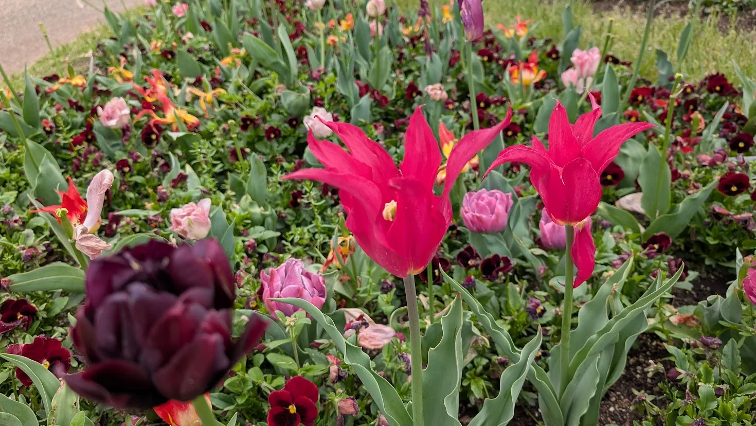 馬見丘陵公園北エリアの左端に植えられた、花びらの先が尖った珍しい品種の赤いチューリップ。