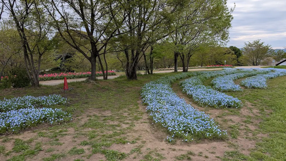 馬見丘陵公園北エリア「集いの丘」の大型テントを背景に、一面に広がる青いネモフィラ畑の風景。
