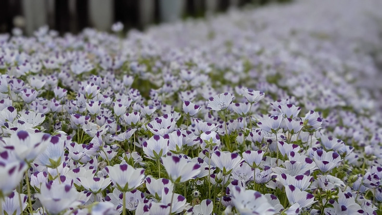 白いネモフィラの花のアップ。可憐な花びらの質感がはっきりとわかる瑞々しい写真。