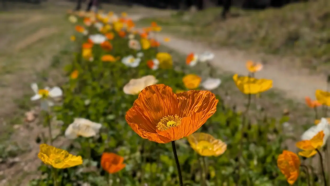 甘樫丘のふもとにある広場。手前の色鮮やかなオレンジ色のポピーの花にピントが合い、背景には黄色や白のポピーが咲く花畑と、土の散策路が奥へと伸びている様子が写っている。