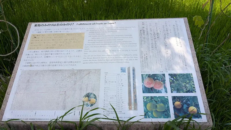 国営飛鳥歴史公園内にある「果物のみのりは恋のみのり？」と題された万葉時代の果物に関する解説板。当時の果物リストや万葉集の歌が記されている。