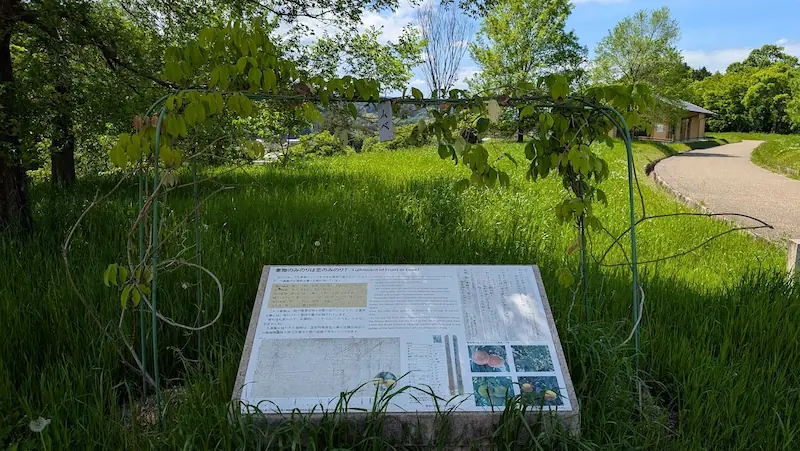 国営飛鳥歴史公園内にあるムベ（郁子）の蔓が絡まるアーチと、その手前に設置された説明板。