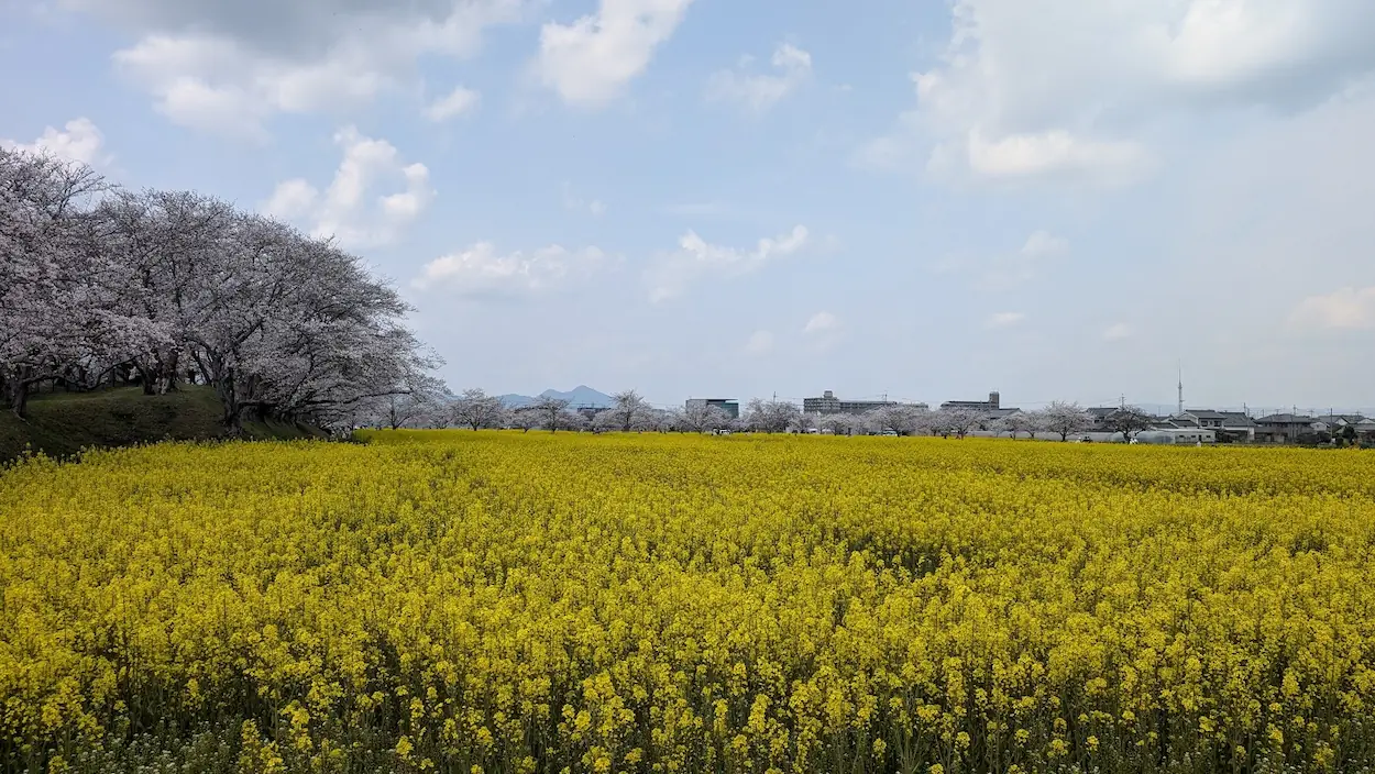 藤原宮跡にて、満開の菜の花畑の向こうに桜並木が広がる春の風景。