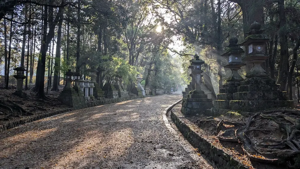 春日大社の参道。苔むした数多くの石灯籠が並び、杉木立の間から朝の光が筋のように差し込む幻想的な風景