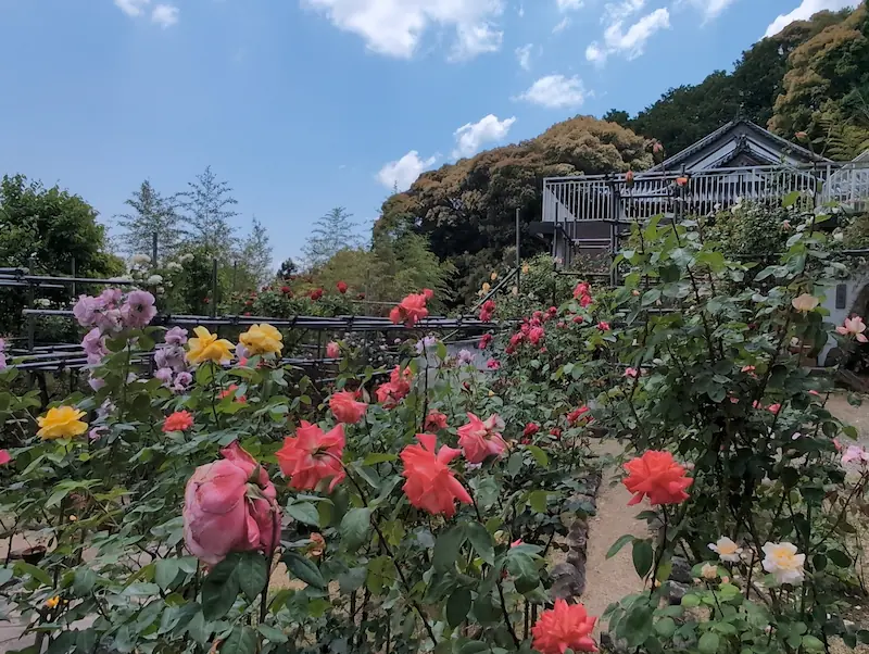 松尾寺境内のバラ園で、赤、ピンク、黄色のバラが満開に咲き誇っている様子。背景にはお寺の建物と新緑が映っている。