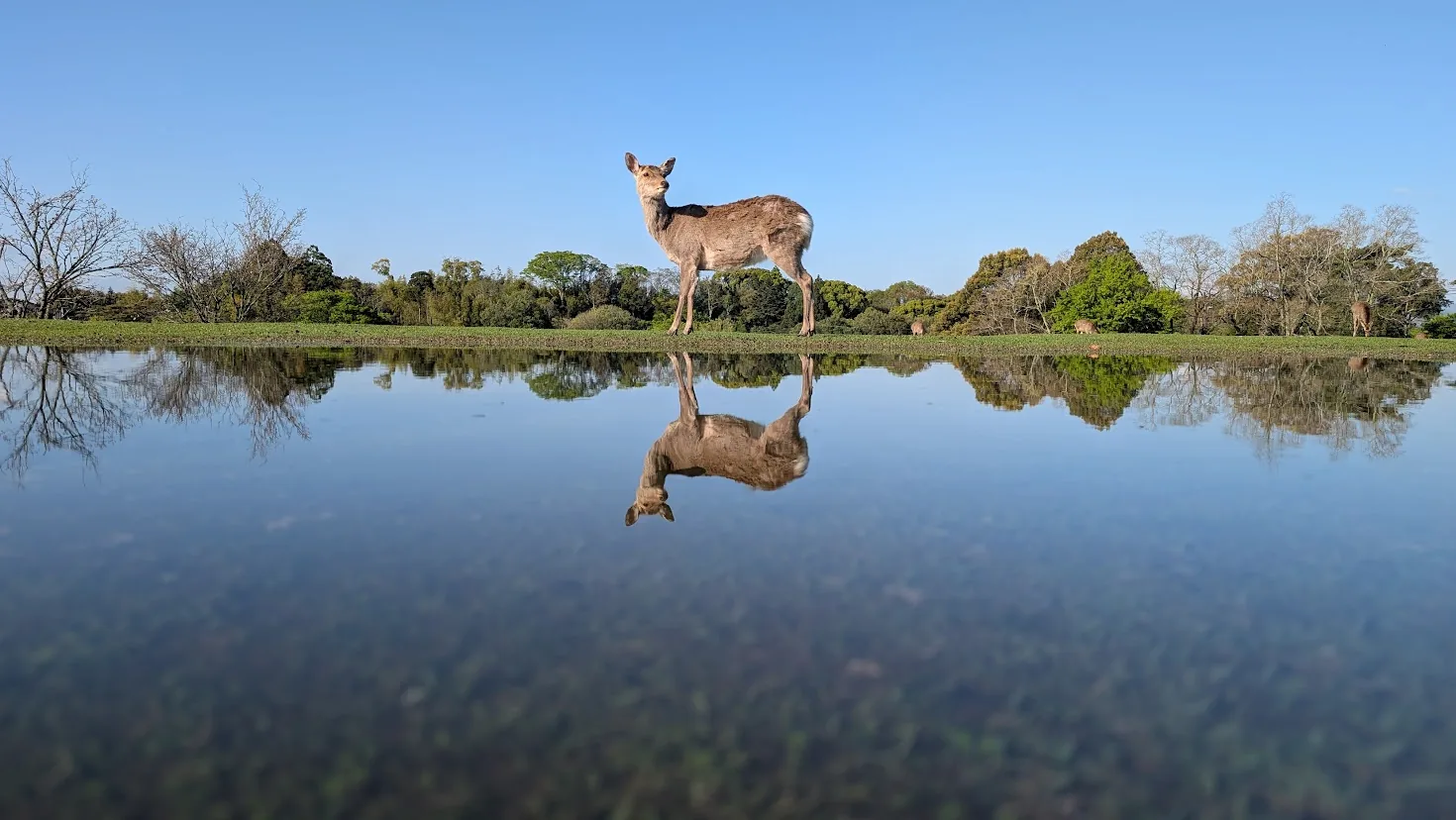 奈良公園・飛火野にて、雨上がりの水たまりに鏡のように全身が反射している一頭の鹿のシルエット。遠くを見つめて佇んでいる様子
