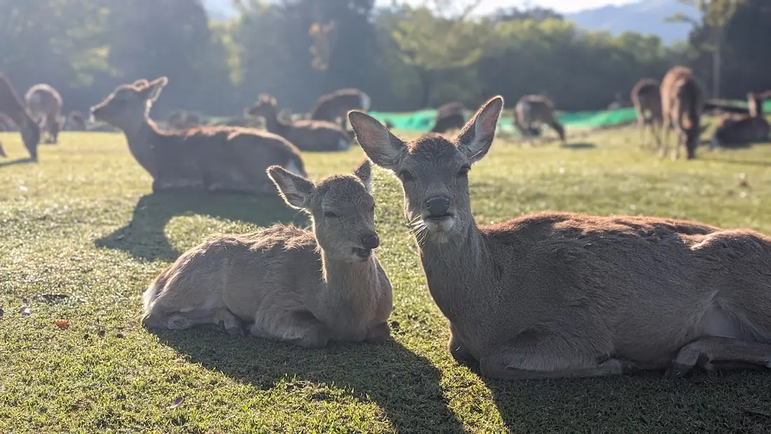奈良公園の飛火野にて、朝陽を浴びて黄金色に輝く二頭の鹿。ポートレートモードで背景が柔らかくぼかされている