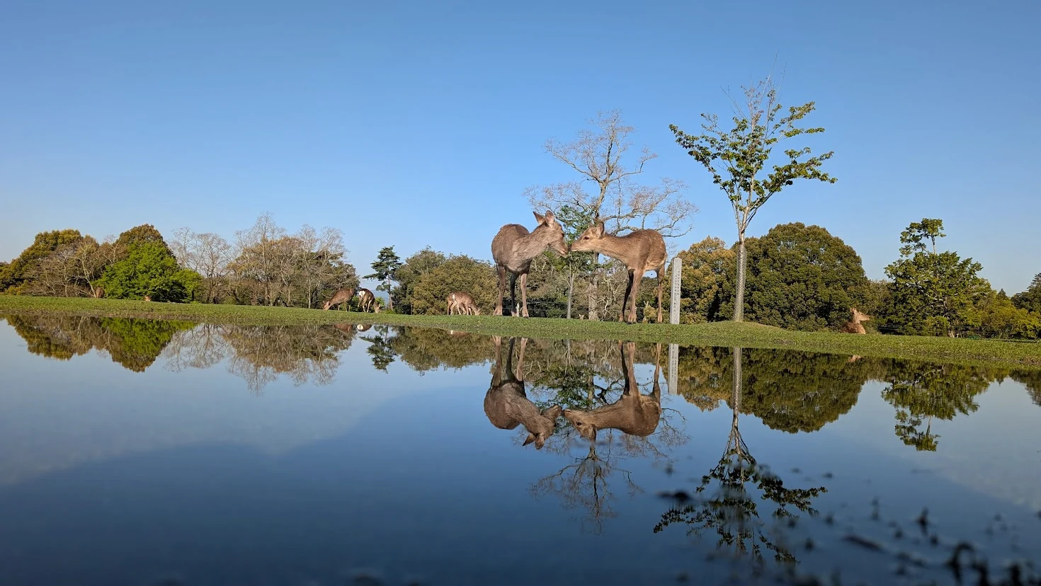 奈良公園の飛火野にて、雨上がりの水たまりに鏡のように美しく反射する鹿のシルエットと周囲の木々