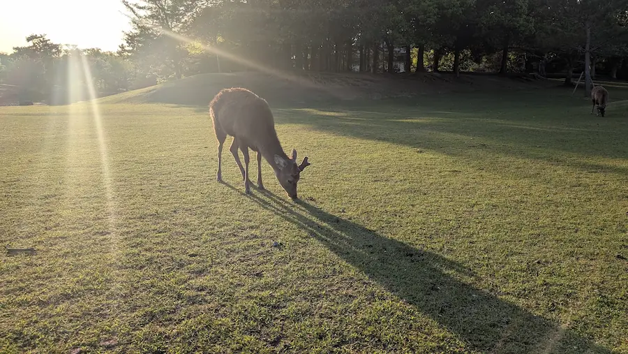 奈良公園の夕暮れ時。沈みゆく夕陽の強い光を背に受け、黄金色に縁取られた鹿のシルエットが草原に佇んでいる風景