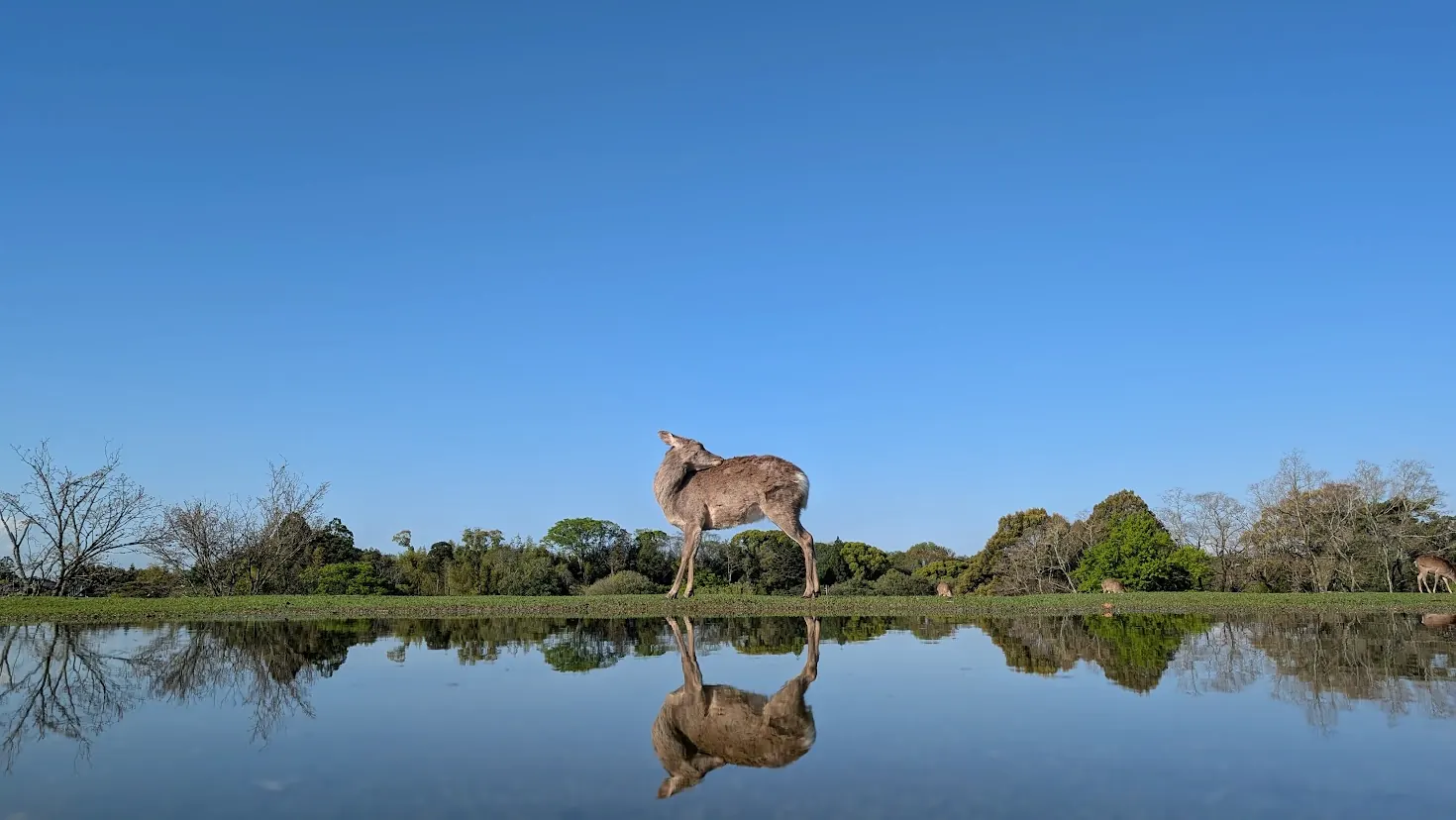 奈良公園・飛火野にて、澄み渡る青空の下、雨上がりの水たまりに首をかしげる仕草が反射している一頭の鹿のリフレクション