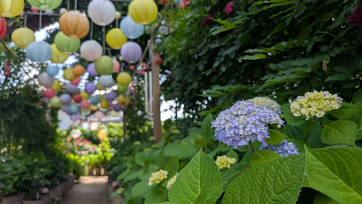 お房観音の境内で咲き始めた薄紫色のあじさい。手前の花や青々とした葉にピントが合い、背景には庭園を彩るカラフルな丸提灯の並木が柔らかくボケて写っている。