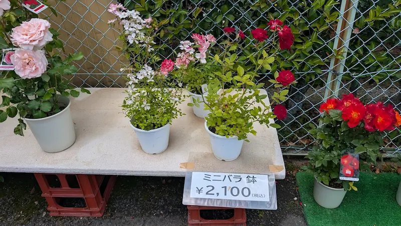 霊山寺の苗販売所に並ぶミニバラの鉢植え。ピンクや赤、白の花が可憐に咲いており、1鉢2,100円（税込）という値札が添えられている。