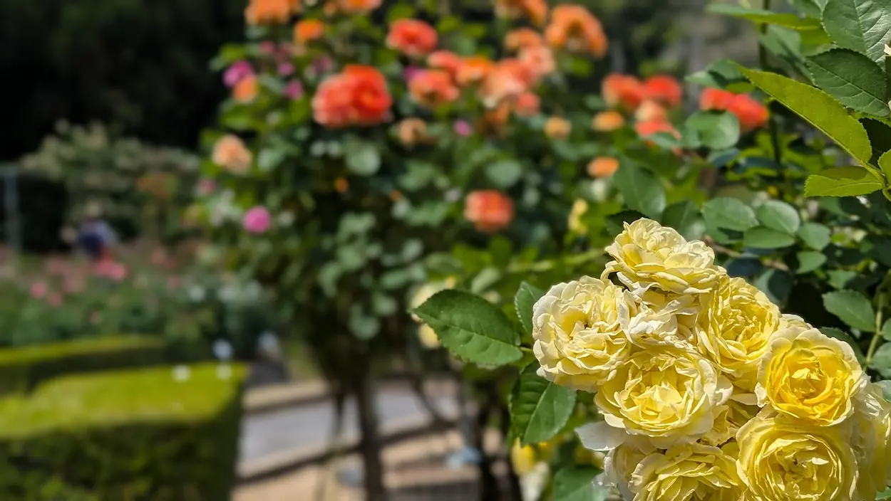 霊山寺バラ園で、まるで花束のように一箇所に固まって咲く黄色のバラ。ポートレートモードによる背景ボケで、奥に咲くオレンジ色のバラとの対比が美しく強調されている。