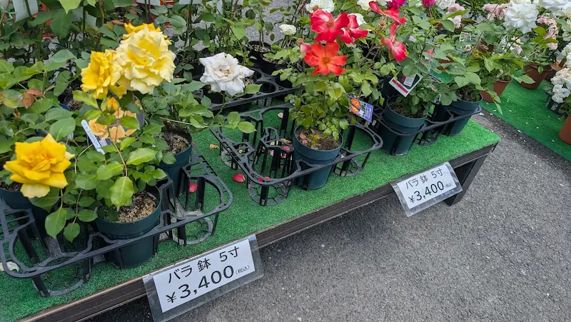 霊山寺の苗販売所にある、5寸サイズのしっかりしたバラの鉢植え。ピンクや赤の花が鮮やかに咲き誇り、1鉢3,400円（税込）という価格が表示されている。