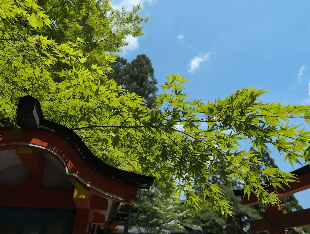 霊山寺の境内で見上げる新緑のモミジ。朱塗りの屋根と鳥居の一部が鮮やかな緑に映え、背景には5月の快晴の空が広がっている。
