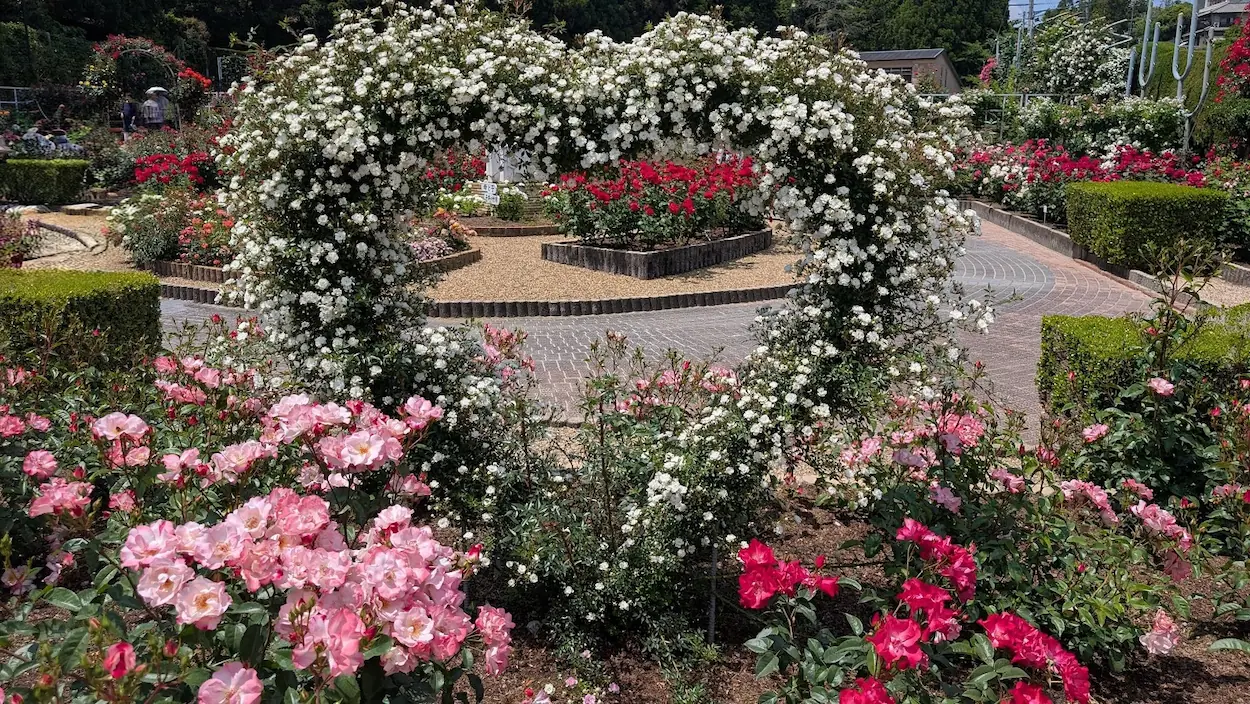 奈良市・霊山寺のバラ園にあるハート型のバラのモニュメント。白いバラで形作られたハートの向こう側に、赤やピンクのバラが咲き誇る園内が見渡せる、5月の満開時の風景。