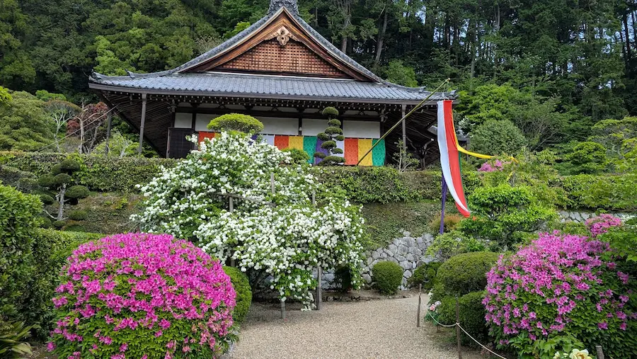 船宿寺の本堂を背景に、手前に満開のピンクのツツジと、中央に真っ白なオオデマリが咲き誇る風景