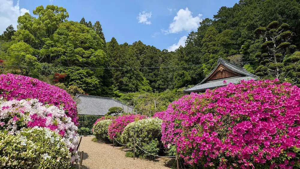船宿寺の参道にて、石垣沿いに咲き誇る満開のツツジと、その奥に佇む本堂の風景