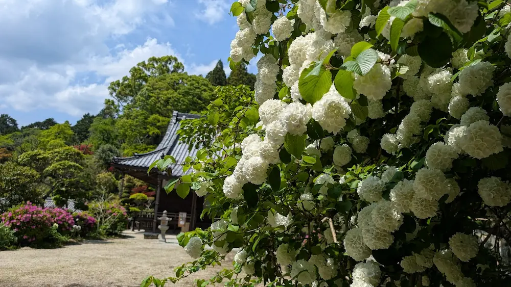 船宿寺の境内に咲く真っ白なオオデマリのアップ。背景には本堂と青空が広がる風景